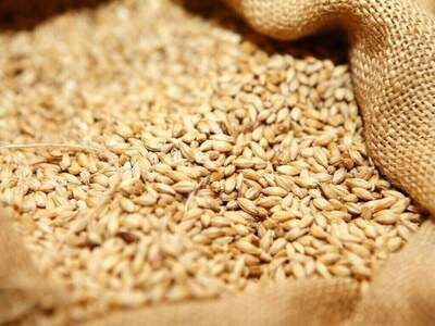 Wheat: not a shortage, a failure of imagination