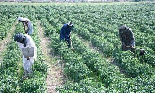 Farmers&rsquo; bodies demand Pakistan govt announce &lsquo;revival package&rsquo;