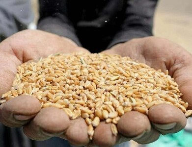 Feed mills: Punjab&rsquo;s wheat ban may trigger poultry feed crisis: PPA