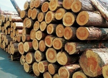 Timber scam in KP