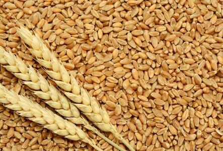 EU wheat eases as ample supply hangs over market