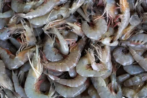 Pakistan to install &lsquo;TEDs&rsquo; to boost shrimp exports to premium markets
