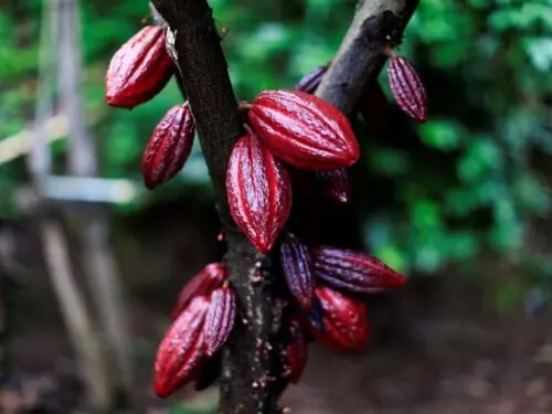 Cocoa prices fall on weak demand, coffee climbs