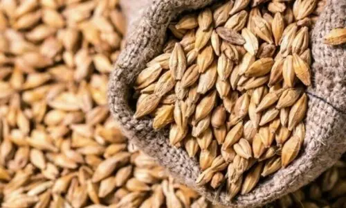 Govt approves Wheat Policy 2025-26, pledges fair price for farmers: PMO