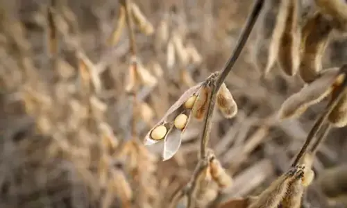 Chicago soybeans recover on US-China trade optimism Chicago soybeans recover on US-China trade optimism