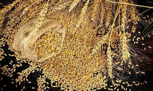 سندھ حکومت 3,500 روپے فی من کے نرخ پر 12 لاکھ ٹن گندم خریدے گی