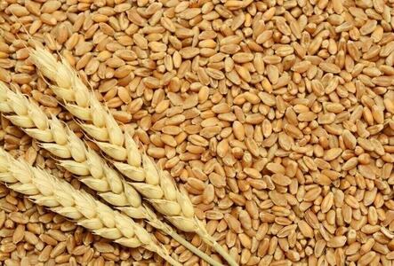 Lahore Grain Market Rates