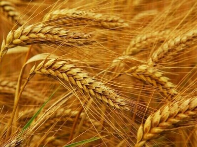 Wheat near 5-year low as global supply weighs