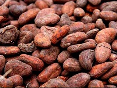 London cocoa slumps to 1-1/2-year low