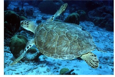 Ministry launches Rs90m project to protects sea turtles