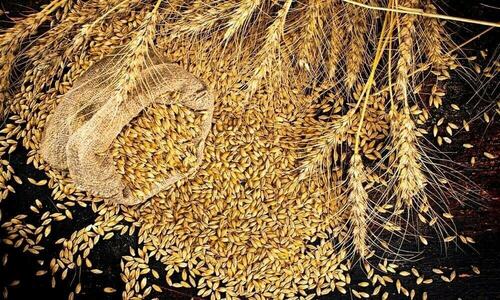 Sindh to procure 1.2MT of wheat at Rs3,500/maund