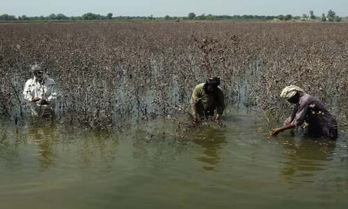 Crop losses fuelling inflation, ECC told