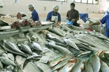 Jan to Aug 2025: Fish meal exports to China jump 17pc YoY Jan to Aug 2025: Fish meal exports to China jump 17pc YoY