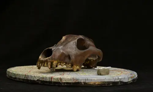 Doggie diversity in size and shape began at least 11,000 years ago Doggie diversity in size and shape began at least 11,000 years ago