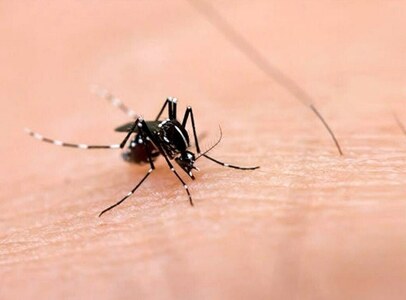 999 positive dengue cases confirmed across province past 24 hours