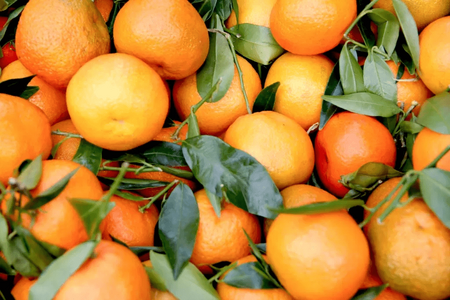 PHDEC organises workshop on enhancing citrus, exports