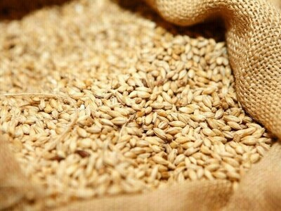 Russian wheat export prices fall