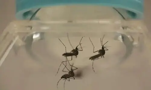 Increase in number of dengue patients reported in government hospitals across Sindh: DG Health