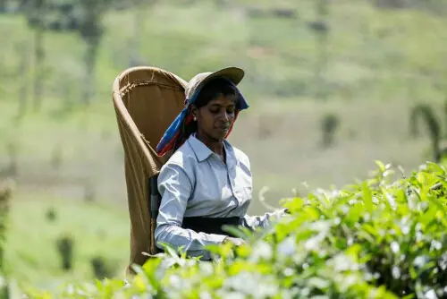India&rsquo;s October tea production drops 21.3% as weather hits plucking