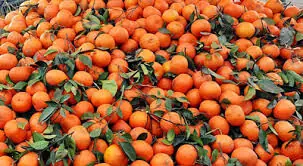 ‘Pakistan can scale up kinnow exports to $400m by adopting new citrus varieties’ ‘Pakistan can scale up kinnow exports to $400m by adopting new citrus varieties’