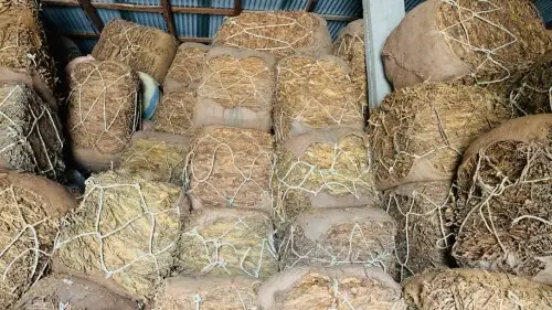 RTO Abbottabad seizes 3,000 bales of raw tobacco