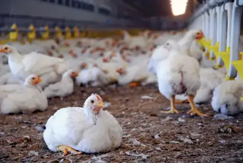 Competition Appellate Tribunal upholds CCP decision, fines Poultry Association Rs25mn