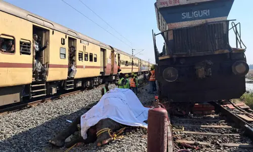 Seven elephants killed in India train accident