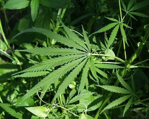 Medicinal hemp plant: KP cabinet to decide issuance of licences