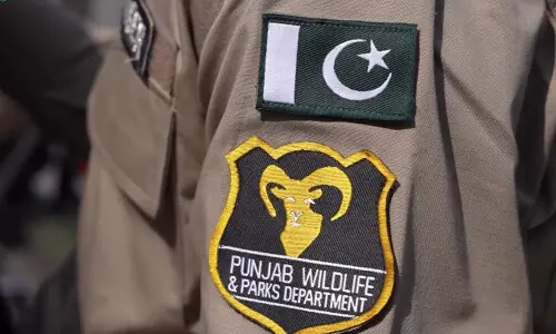 Punjab Rangers rescue para deer, arrest seven poachers