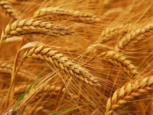 Wheat eases after rally, Russia-Ukraine war limits downside