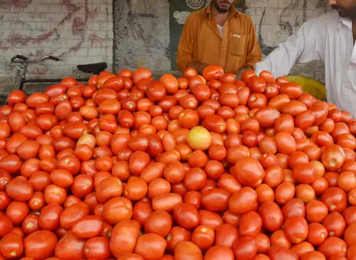 Punjab to promote hydroponics farming for year-round tomatoes