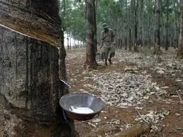 Japanese rubber futures extend gains Japanese rubber futures extend gains