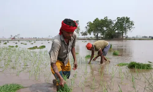 India’s domination of global rice trade stokes looming water crisis India’s domination of global rice trade stokes looming water crisis