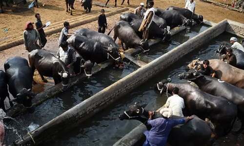 Chinese company starts selling buffalo embryos