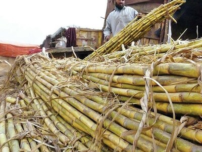 Cane growers protest against harassment by police