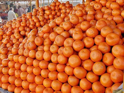 6,000 tons of kinnows shipped so far