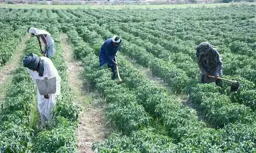وسیع پیمانے پر زرعی اصلاحات لانے کی ضرورت ہے ، ماہرین