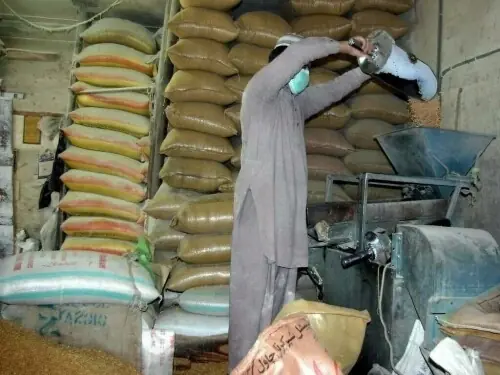 &lsquo;Wheat grinding operations commence in 770 mills across Punjab&rsquo;