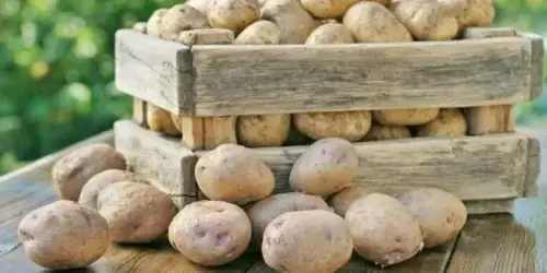 پنجاب میں آلو کی وافر پیداوار : کسانوں کا برآمدات کیلئے فوری پالیسی بنانے کا مطالبہ