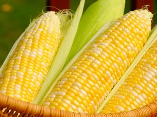 Corn, wheat climb on bargain-hunting