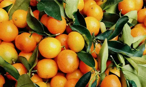 افغان مارکیٹ کی بندش کے باوجود ڈیڑھ ماہ میں 40 ملین ڈالر کا کنو برآمد