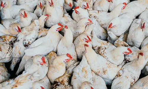 PFA discards 7,250kgs of diseased chickens