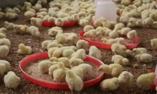 PPA rejects FED on day-old chicks