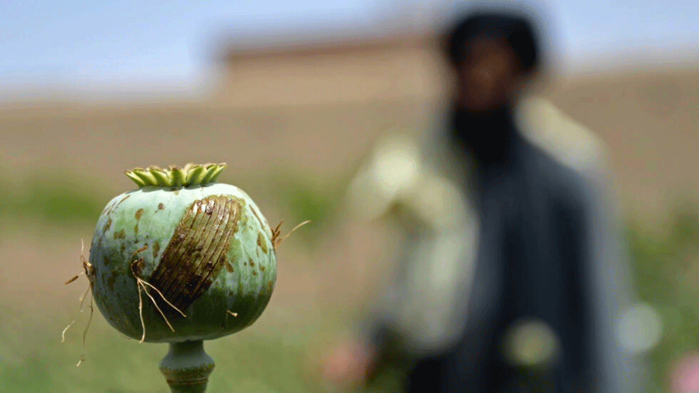 Afghanistan's ban on poppy cultivation leads to rise in meth production: ANF director