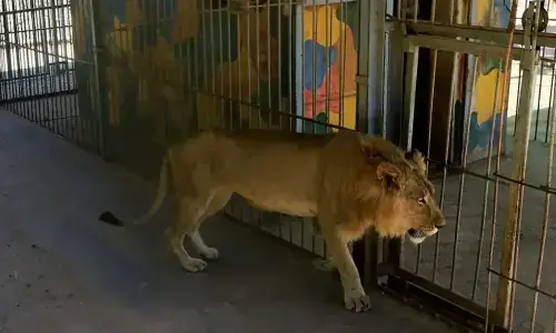 لاہور: نجی فارم پر شیر کے حملے میں آٹھ سالہ بچہ بازو سے محروم
