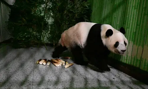 Japan-born pandas Xiao Xiao and Lei Lei arrive home in China&rsquo;s Sichuan
