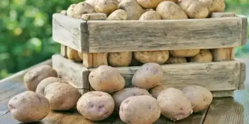 Kazakhstan shows interest in importing 50,000 tonnes of potatoes from Pakistan: ministry
