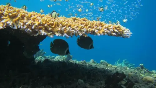 Heatwave bleached half the planet&rsquo;s coral reefs: study