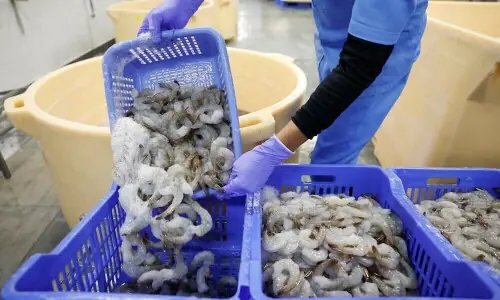 Giant Freshwater Prawn Farmers&rsquo; Day, Technical Roadshow held