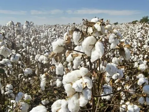 First Cotton Advisory meeting held in Multan: Farmers urged to apply &lsquo;balanced&rsquo; fertilizers